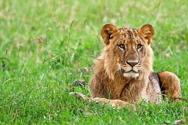 Jovem Leão Africano no Parque Nacional do Lago Nakuru, Quênia — Fotografia de Stock