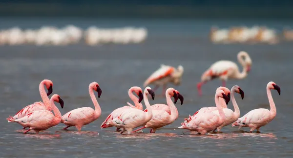 Flamencos en el lago Nakuru, Kenia — Foto de Stock