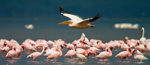 Beyaz Pelikan ve flamingolar Gölü nakuru Milli Parkı - kenya, Afrika — Stok fotoğraf