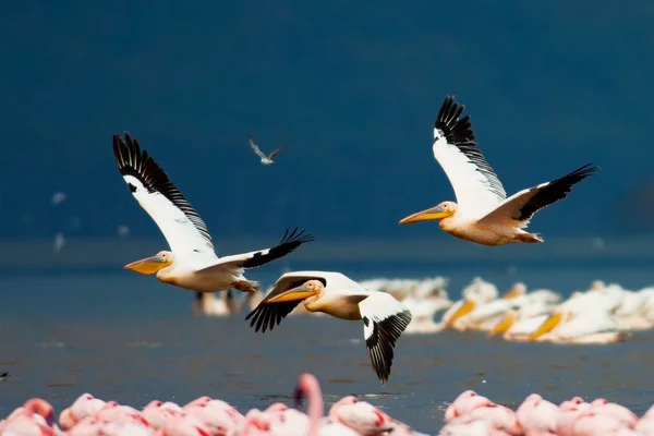 Pelikánů bílých a plameňáci v lake nakuru národní park - Keňa, Afrika — Stock fotografie