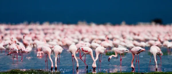Kenya Nakuru Gölü flamingoları