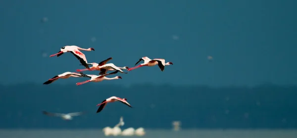 Flamingos u jezera Nakuru, Keňa — Stock fotografie