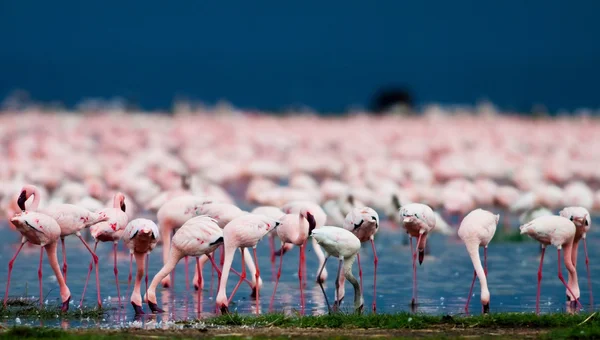 Flamingos u jezera Nakuru, Keňa — Stock fotografie