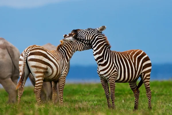 Cebras en el Parque Nacional Lago Nakuru en Kenia, África — Foto de Stock