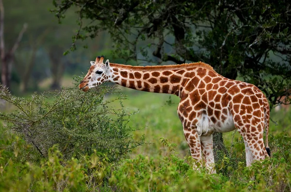 Rotschild de giraffe (camelopardis rotschildi) in nationaal park lake nakuru, Kenia — Stockfoto