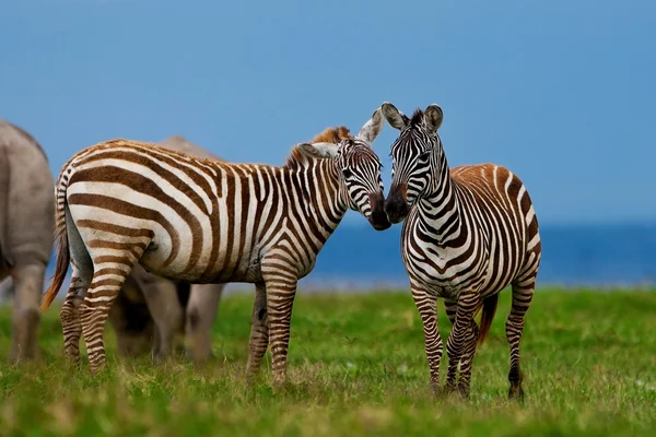Zebry w Parku Narodowego Jeziora nakuru w Kenii, w Afryce — Zdjęcie stockowe