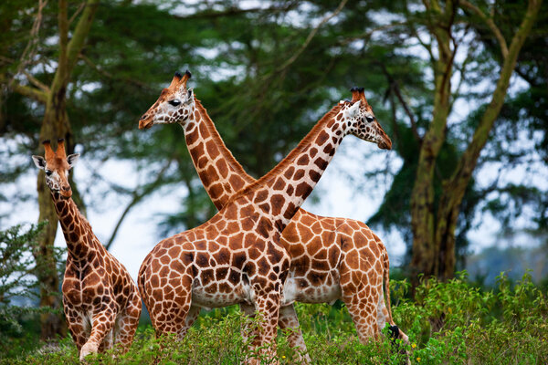 Giraffes in National Park, Kenya