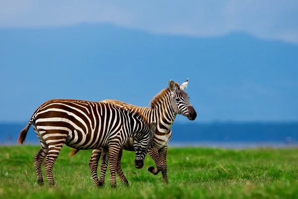 Zebras in the Lake Nakuru National Park in Kenya, Africa — Stock Photo, Image