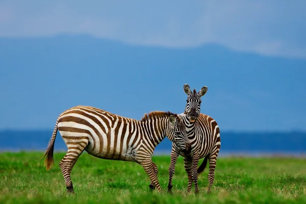 Zebry v národním parku lake nakuru v Keni, Afrika — Stock fotografie