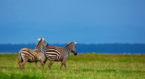 Zebry v národním parku lake nakuru v Keni, Afrika — Stock fotografie