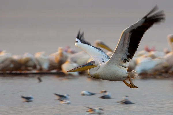 Pelicano em voo no Lago Nakuru, Quênia — Fotografia de Stock