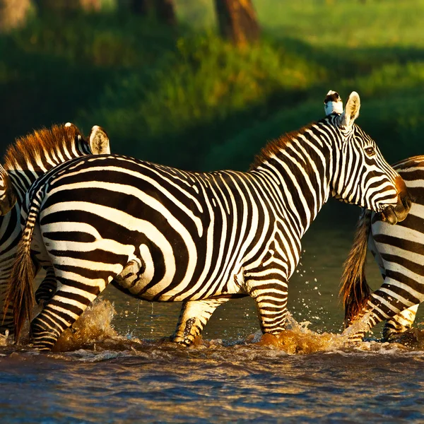 Zebre che attraversano un fiume nel Parco Nazionale del Lago Nakuru, Kenya — Foto Stock
