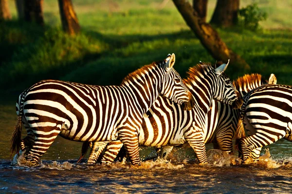 Cebras cruzando un río en el Parque Nacional del Lago Nakuru, Kenia — Foto de Stock