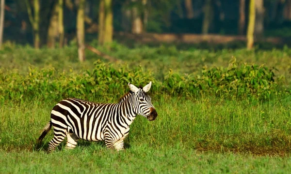 Zebra no Parque Nacional do Lago Nakuru no Quênia, África — Fotografia de Stock