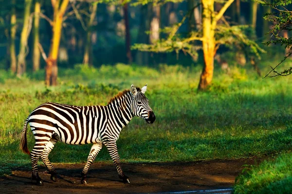 Zebra w Parku Narodowego Jeziora nakuru w Kenii, w Afryce — Zdjęcie stockowe