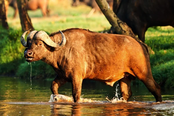 Buffalo africano che attraversa un fiume nel Parco Nazionale del Lago Nakuru - Kenya — Foto Stock