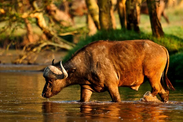 Buffalo africano che attraversa un fiume nel Parco Nazionale del Lago Nakuru - Kenya — Foto Stock