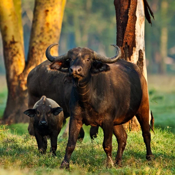 Buffalo africano nel Parco Nazionale del Lago Nakuru - Kenya — Foto Stock