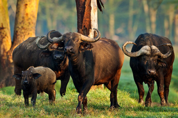 African buffalo in the Lake Nakuru National Park - Kenya