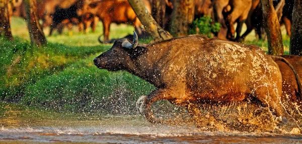 Afrika manda Gölü nakuru Milli Parkı - kenya bir nehirde crossing — Stok fotoğraf