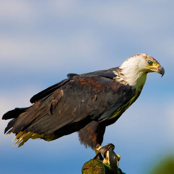 Águila africana — Foto de Stock