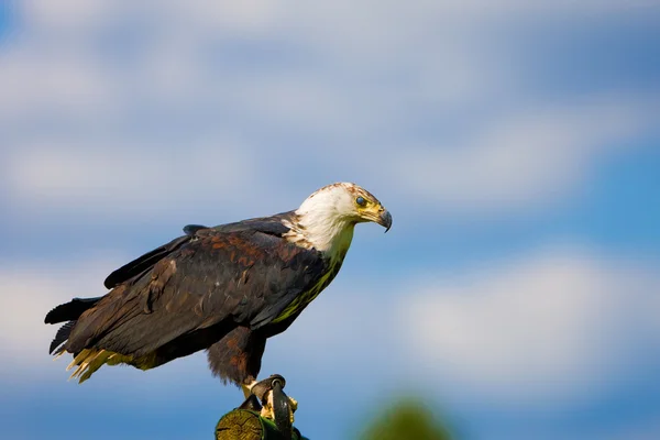 Aigle à poisson africain — Photo