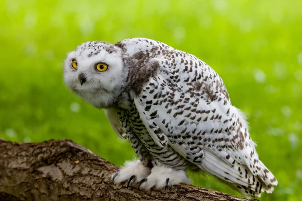 Burung hantu salju (Bubo scandiacus) — Stok Foto