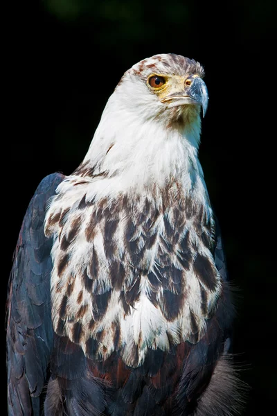 Αετός της Αφρικής (Haliaeetus vocifer)) — Φωτογραφία Αρχείου