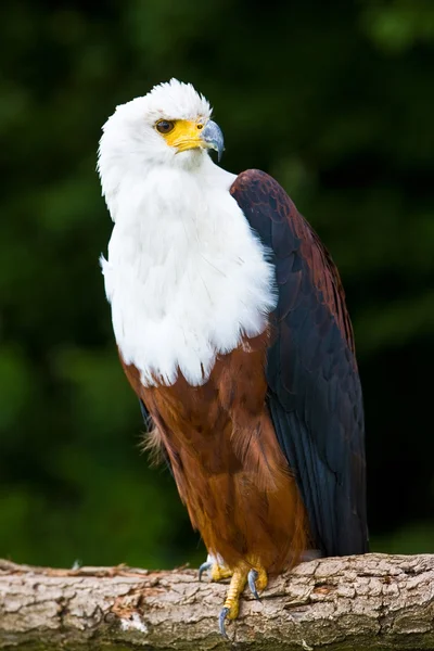 African fish eagle — Stock Photo, Image