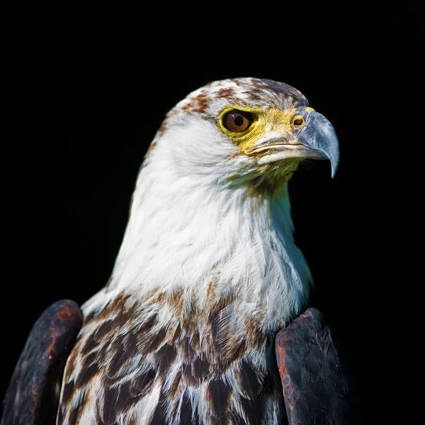 Águila africana — Foto de Stock