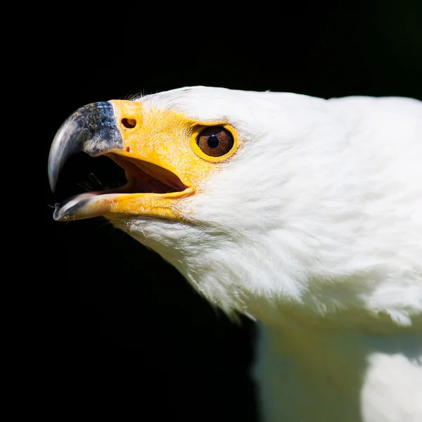 African fish eagle — Stock Photo, Image