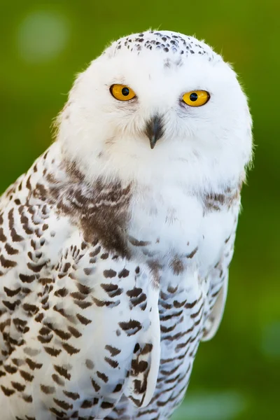 Sowa śnieżna (Bubo scandiacus) — Zdjęcie stockowe