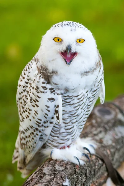 Snöuggla (Bubo scandiacus)) — Stockfoto