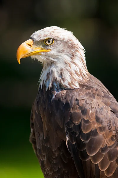 Kungsörn — Stockfoto