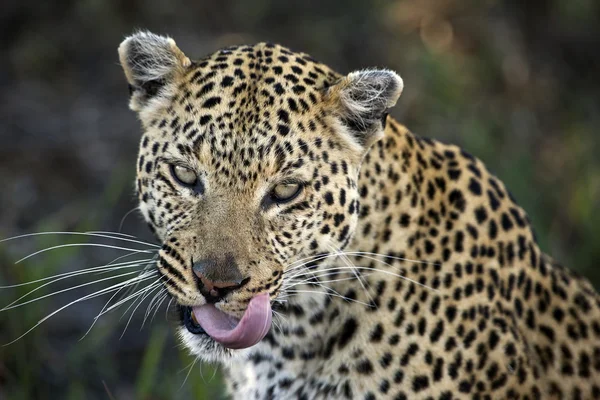 Леопард (Panthera pardus) в дельте Окаванго, Ботсвана — стоковое фото