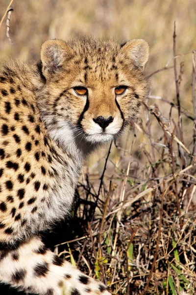 Guepardo (Acinonyx jubatus soemmeringii) en el delta del Okavango, Botsuana —  Fotos de Stock