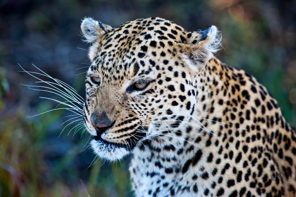 Leopárd (panthera pardus) az okavango delta, botswana-ban — Stock Fotó