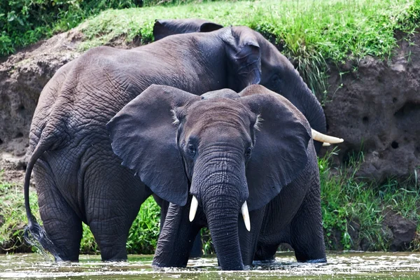 Elefantes africanos, Canal de Kazinga (Uganda ) — Foto de Stock