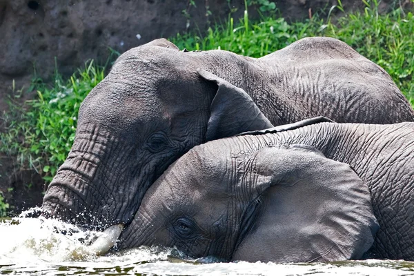 Elefantes africanos, Canal de Kazinga (Uganda ) — Foto de Stock