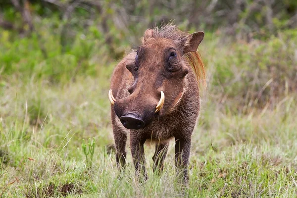 Warthog maschile nel Kruger National Park, Sud Africa — Foto Stock
