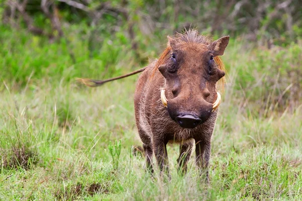 Kruger national park, Güney Afrika içinde erkek yaban domuzu — Stok fotoğraf