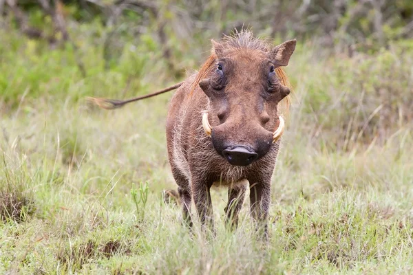 Phacochère mâle dans le parc national Kruger, Afrique du Sud — Photo