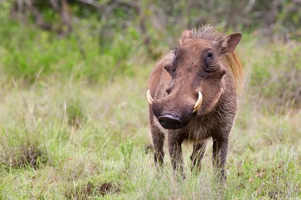 Warthog maschile nel Kruger National Park, Sud Africa — Foto Stock