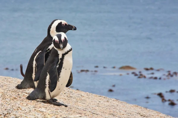 Dvojice africké tučňáků (spheniscus demersus), Šimonova Město, western cape, Jižní Afrika — Stock fotografie