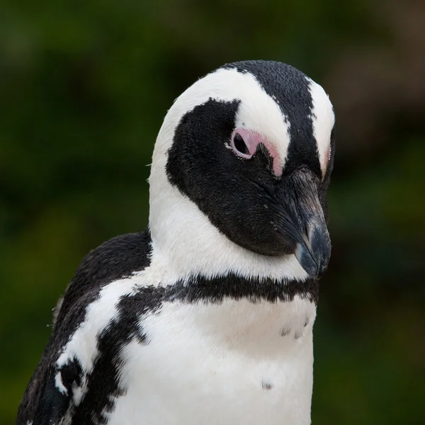 Tučňák brýlový (spheniscus demersus), Šimonova Město, western cape, Jižní Afrika — Stock fotografie