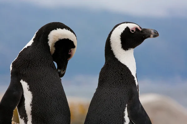 Dvojice africké tučňáků (spheniscus demersus), Šimonova Město, western cape, Jižní Afrika — Stock fotografie