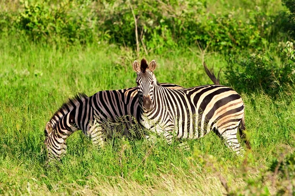 Zebras in the Ngorongoro Crater, Tanzania — Stock Photo, Image