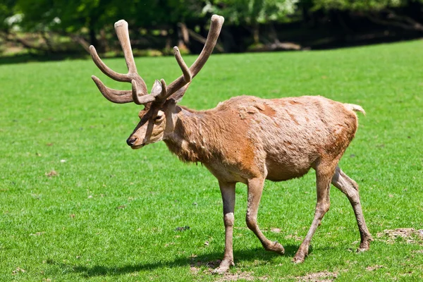 Deer on a field — Stock Photo, Image