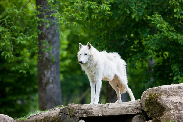 Großer ausgewachsener arktischer Wolf im Wald — Stockfoto