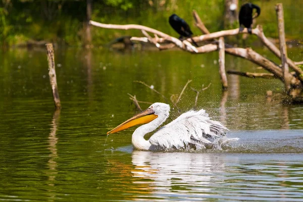 White pelican — Stock Photo, Image